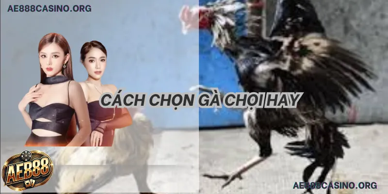 Kinh nghiệm chọn gà chọi chuyên sâu 2026
