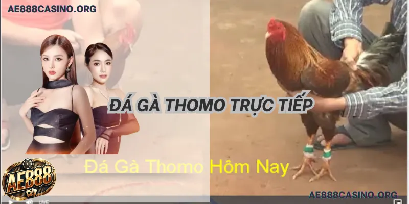 Trực tiếp đá gà Thomo hôm nay 2026