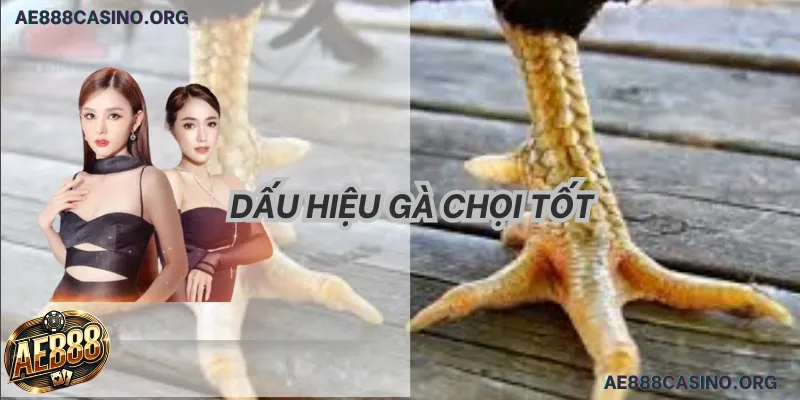 Dấu hiệu gà chọi hay 2026