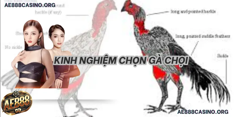 Kinh Nghiệm Chọn Gà Chọi: Tuyệt Đỉnh 5 Bí Kíp Chiến Thắng 2026