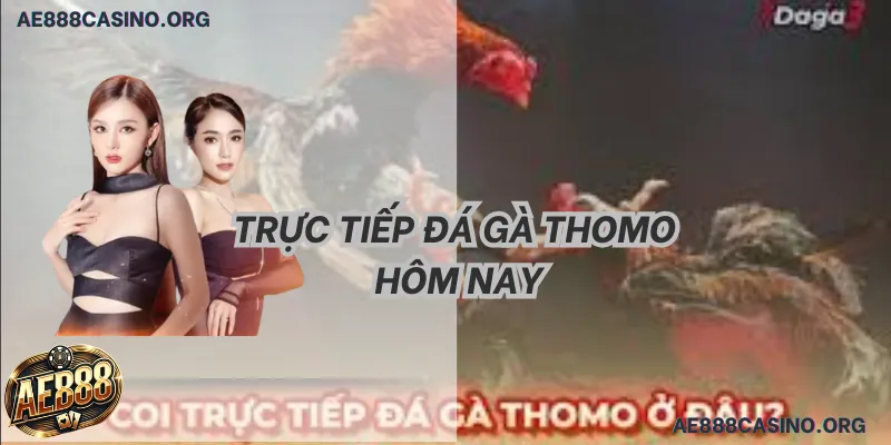 Trực Tiếp Đá Gà Thomo Hôm Nay: Tuyệt Đỉnh Rực Lửa & 5 Mẹo Thắng 2026